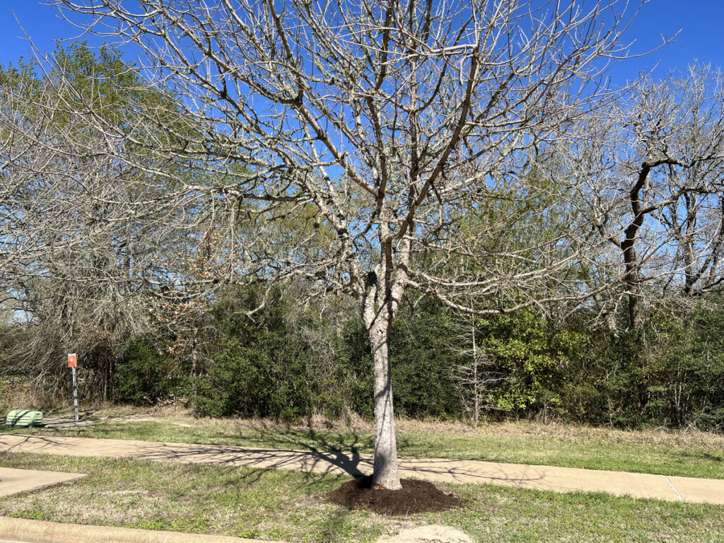 A bare tree that has been mulched at the base