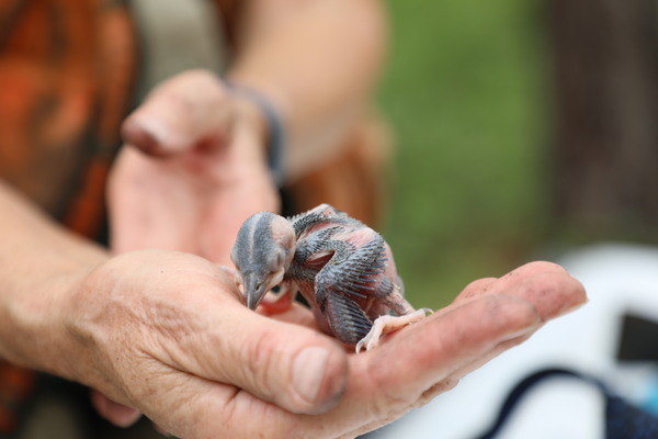 A close up of a bird hatchling in the palm of a human hand
