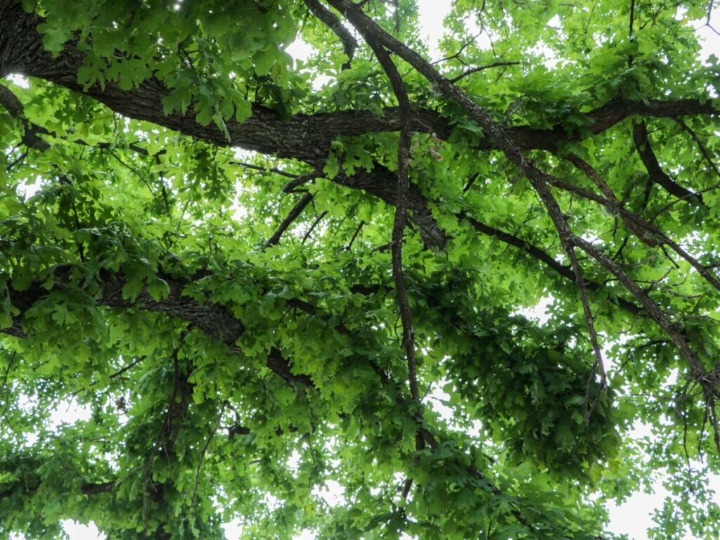 Oak limbs with green leaves