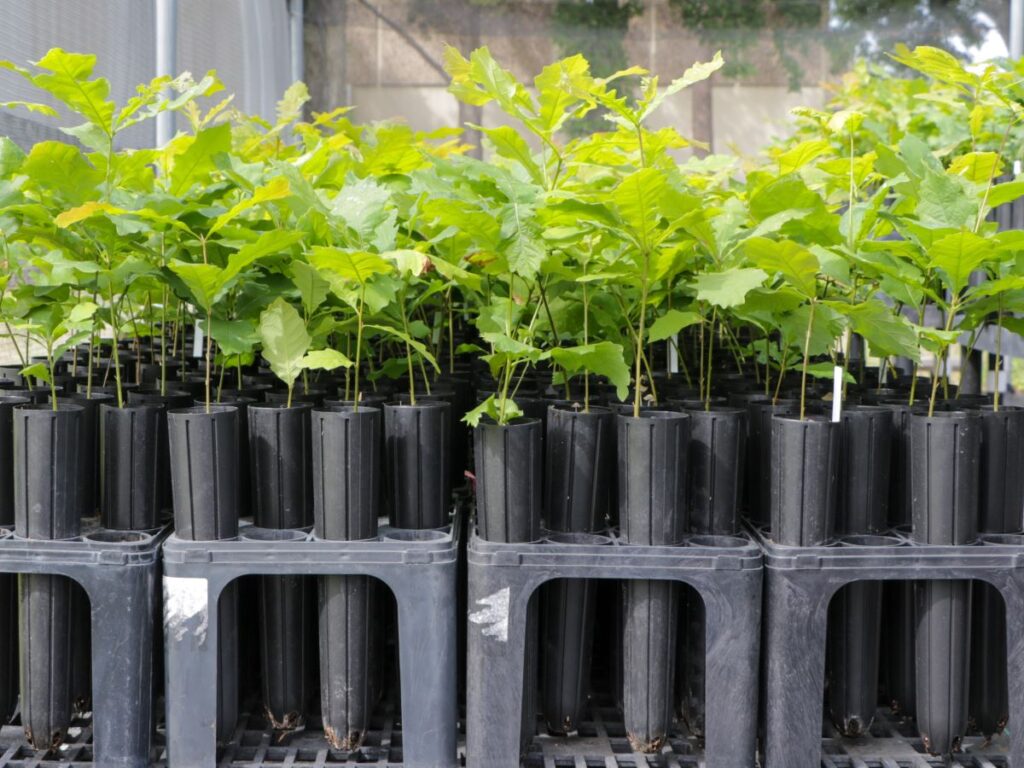 Short green leafed tree seedlings in black containers