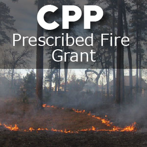 CPP news