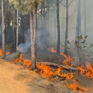 Cherokee Fire burning in timber