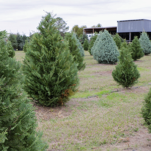 Christmas tree farm