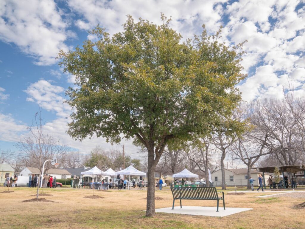 Single tree in a park next to a bench