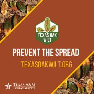 Prevent Texas Oak Wilt