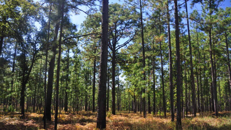 treethinning