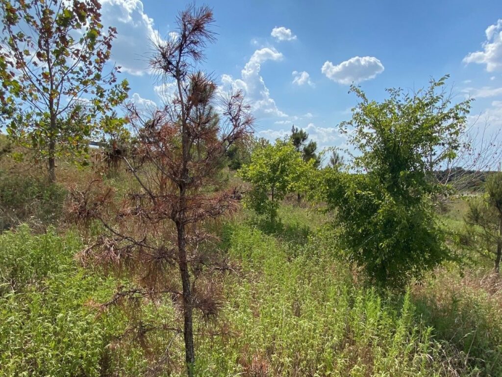 Dead pine tree in the middle of green grass field