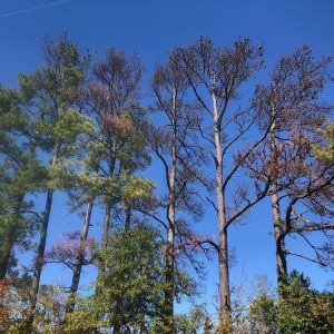 dead pine trees - Winter storm Uri