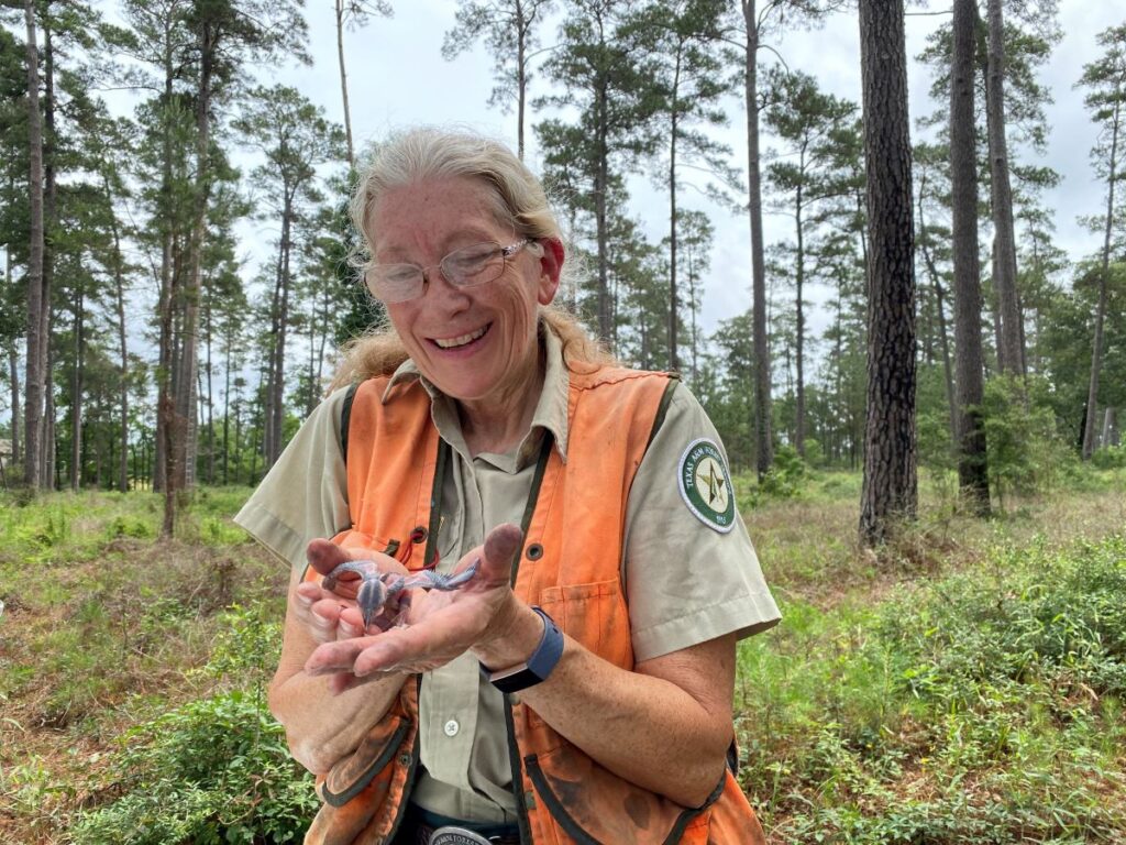 Forester in uniform and orange vest holding baby red-cockaded woodpecker