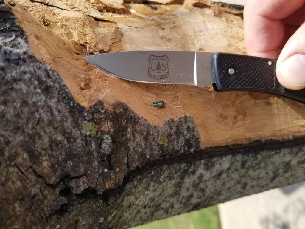 Emerald ash borer beetle on tree bark with knife for size comparison