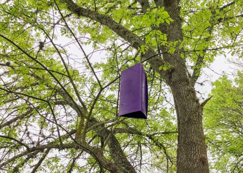 EAB Trap Purple Box