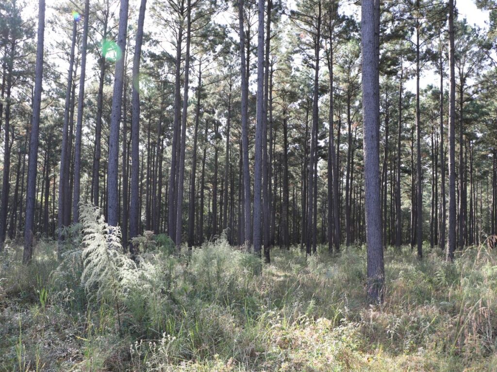 Tall trees with grass underneath