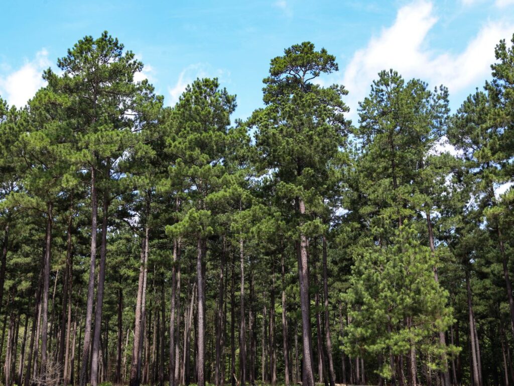 Pine trees and blue sky