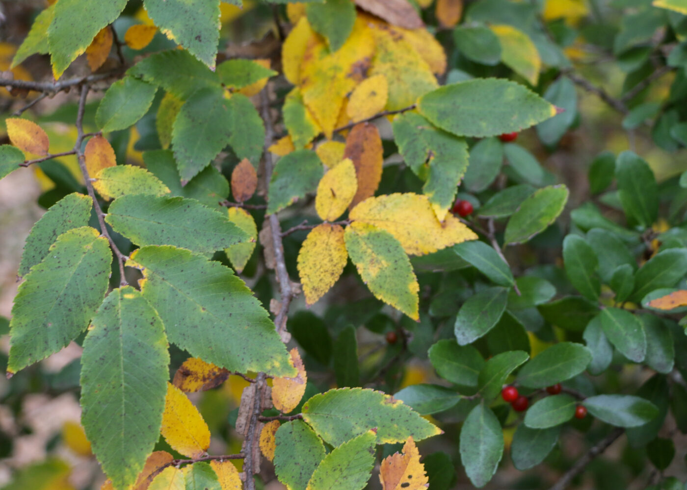 A close up of tree leaves that have begun to yellow