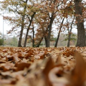 Fall leaves