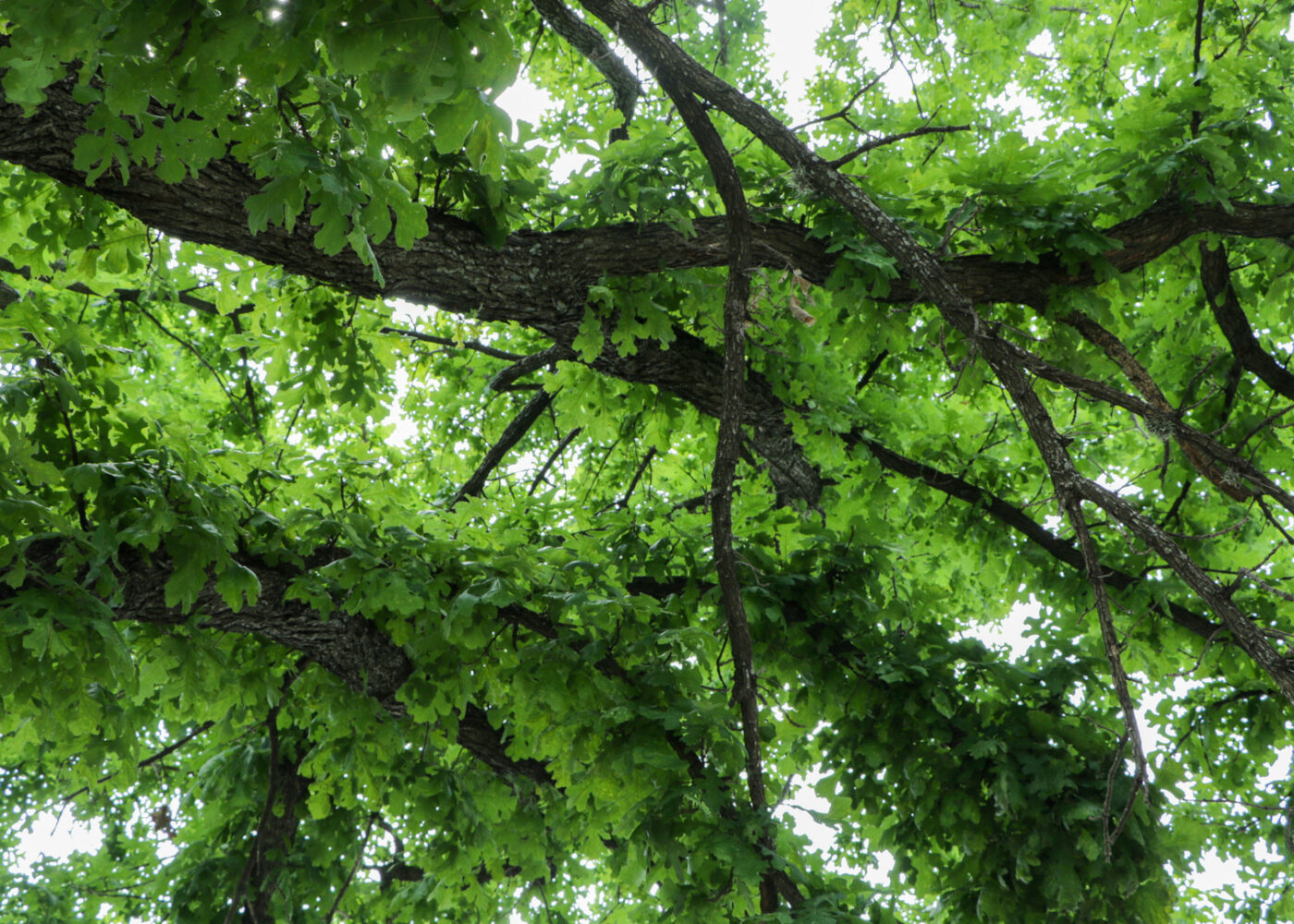 An upward view of the forest canopy