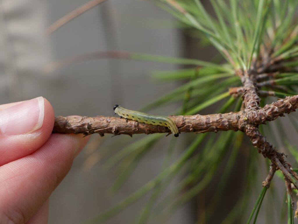 Worm on a branch