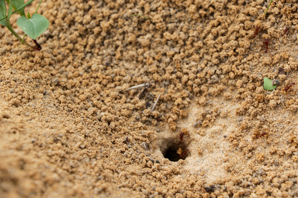 Entrance to a leaf-cutting ant nest with one ant walking out, surrounded by brown dirt.