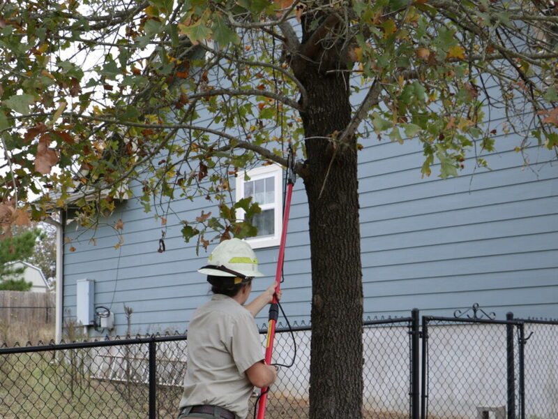A forester using a tree lopper to trim the branch of a tree