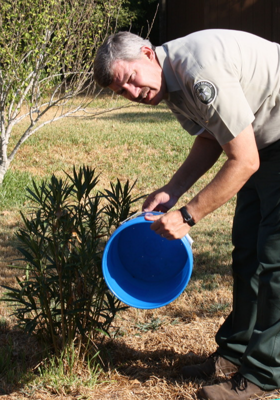 Un guardabosques se inclinó con un cubo azul en la mano para regar un árbol joven
