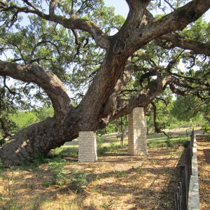 Founders oak tree