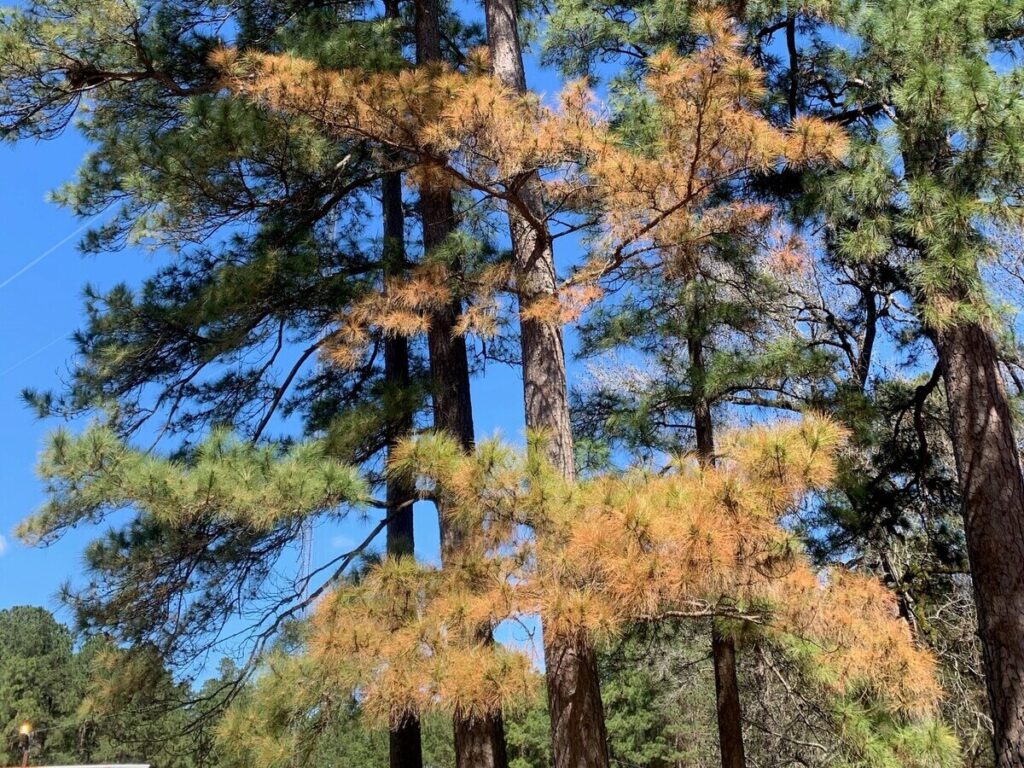 Browning leaves of a freeze damaged pine