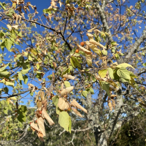 Drought stressed tree