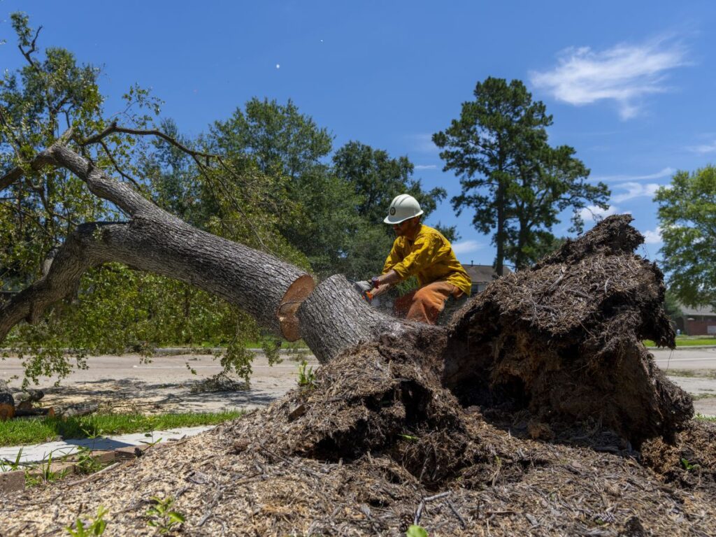 Man uses chainsaw on fallen tree