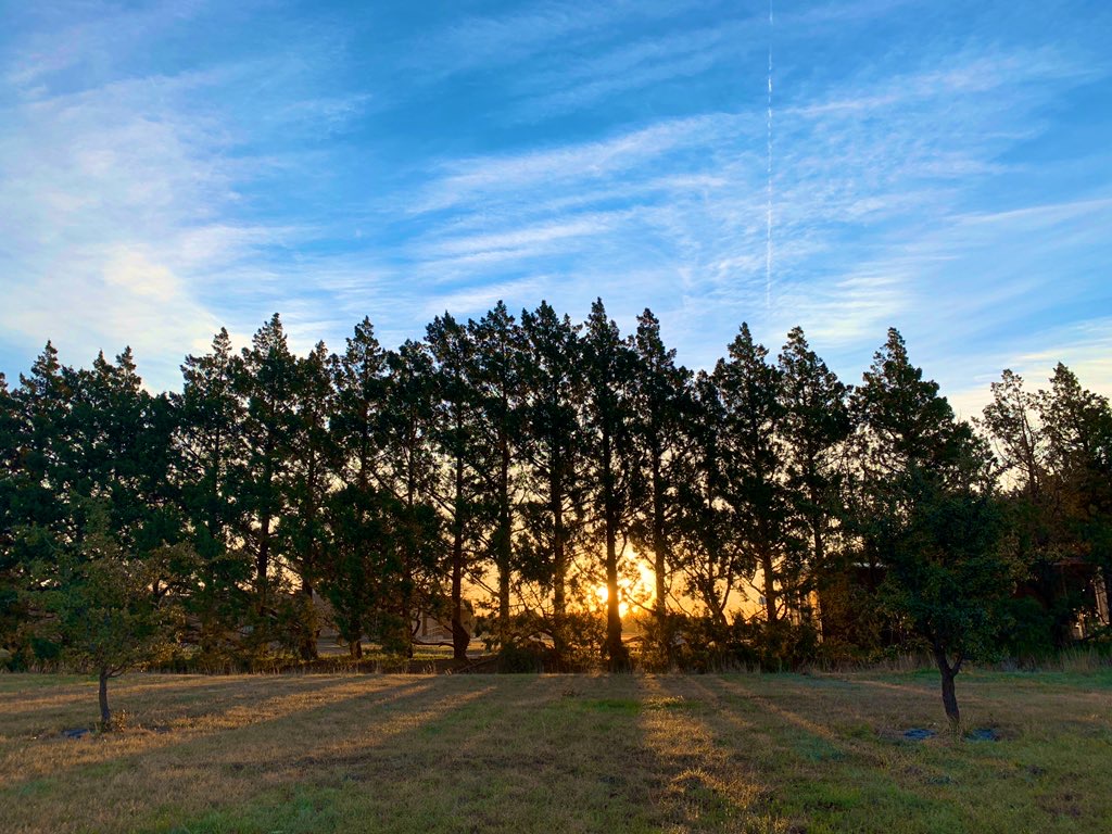 Windbreak row of trees in front of sunset