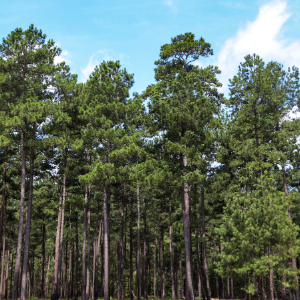 Pine Trees