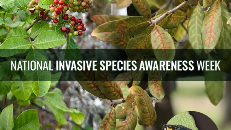 Invasive Species 2024