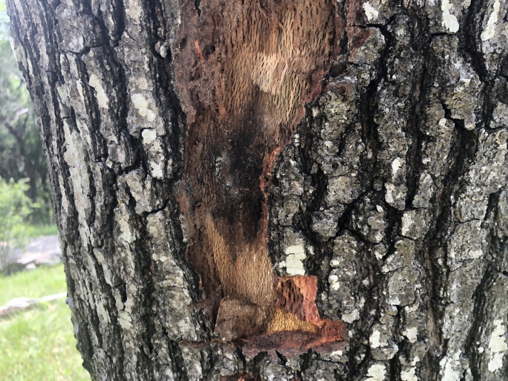 The closeup of the bark of a tree that has been infected with a disease