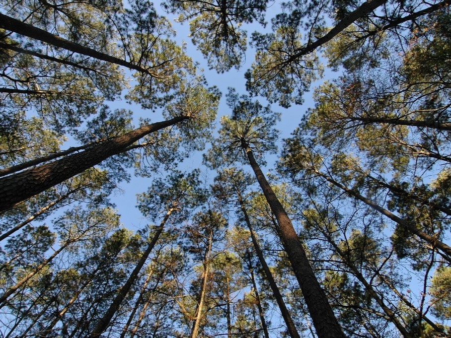 Pine trees and sky