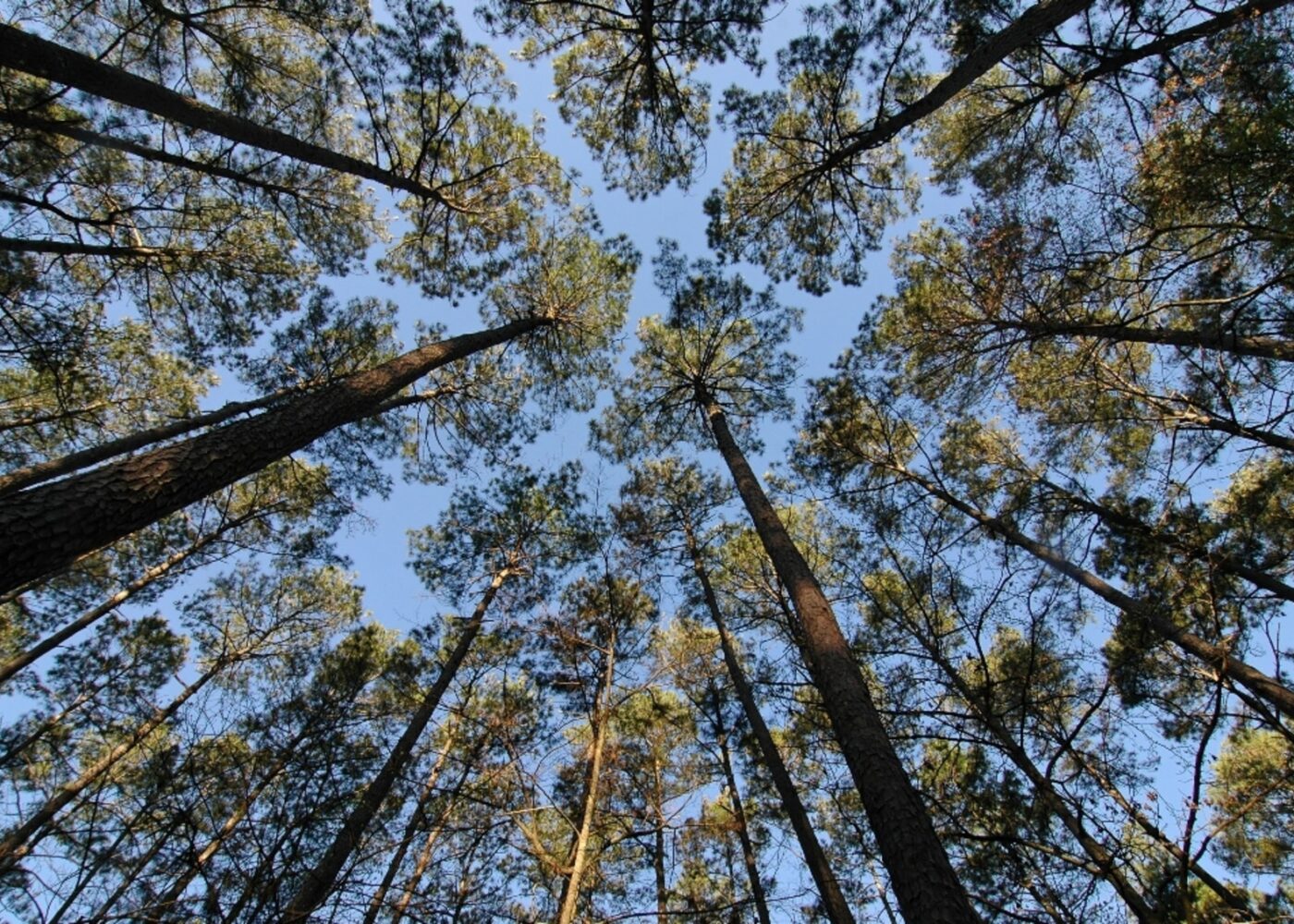 Una vista a ras de suelo que se cierne sobre árboles altos, con ramas y hojas que se extienden hacia el cielo