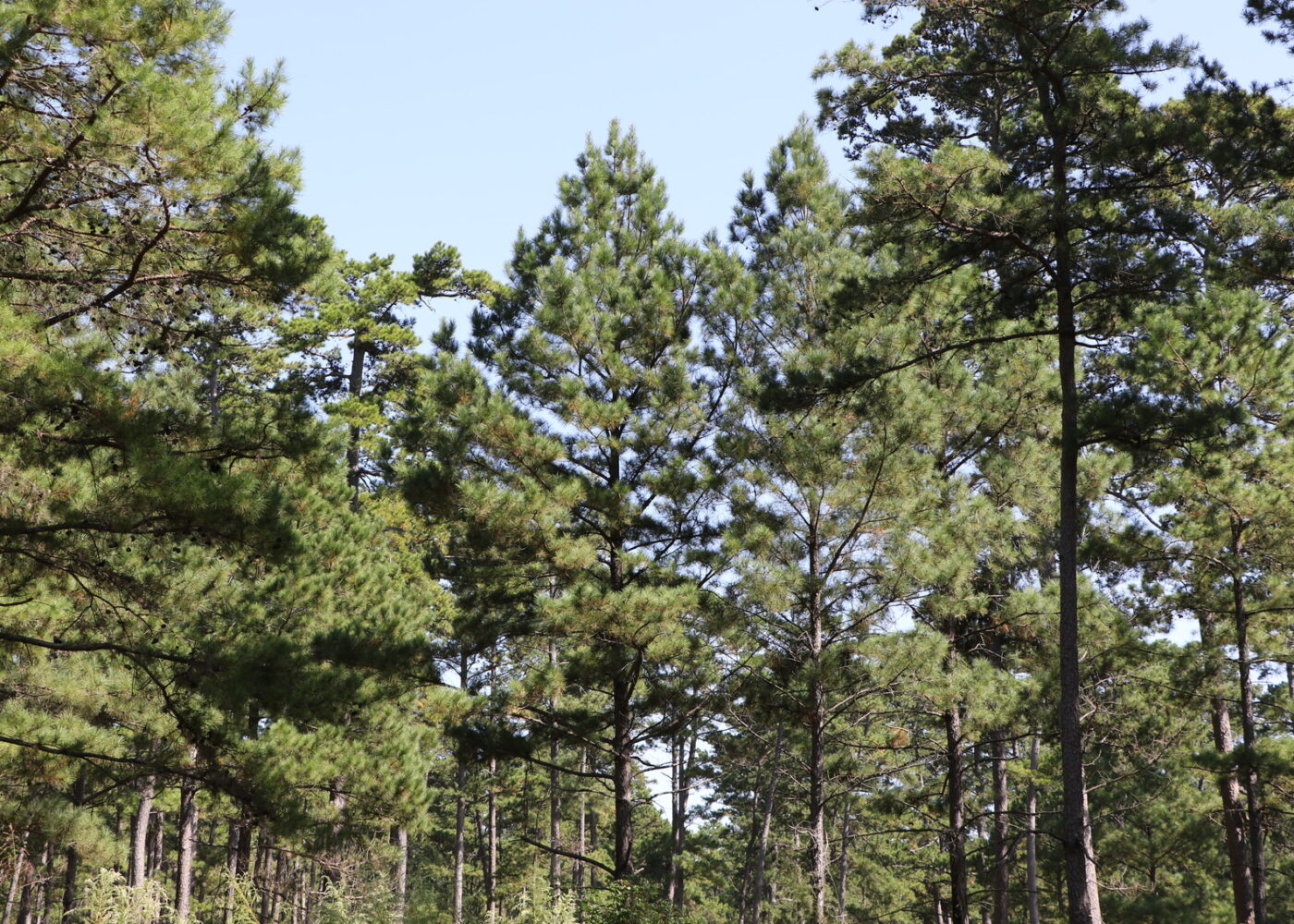 A few loblolly pine trees with a clear blue sky above them