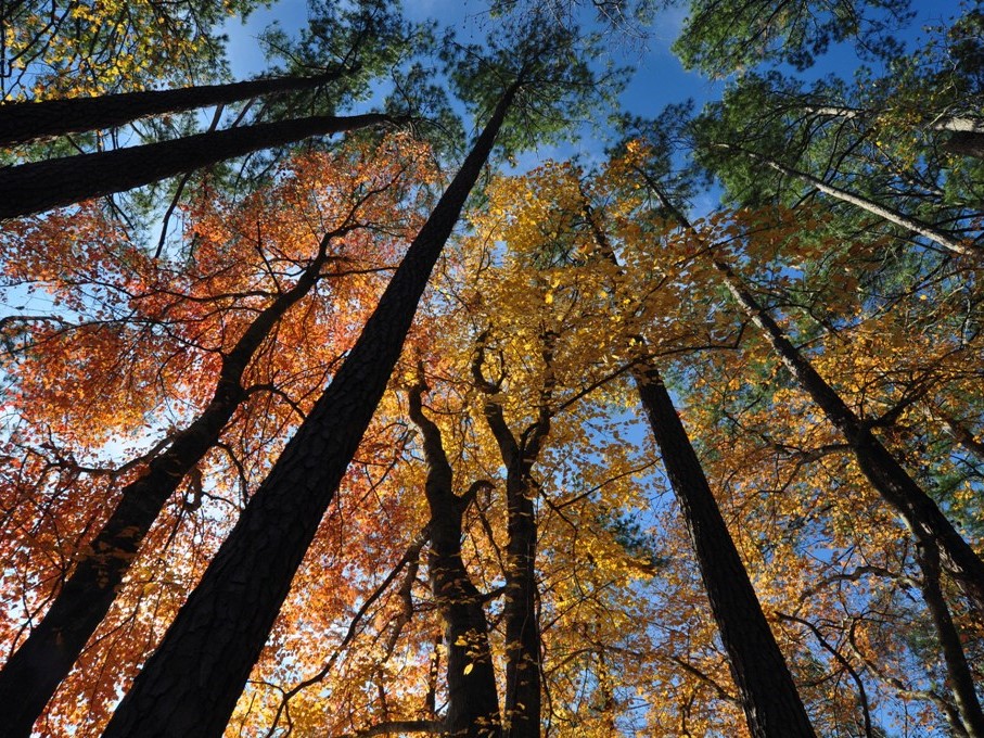 Maple trees and sky