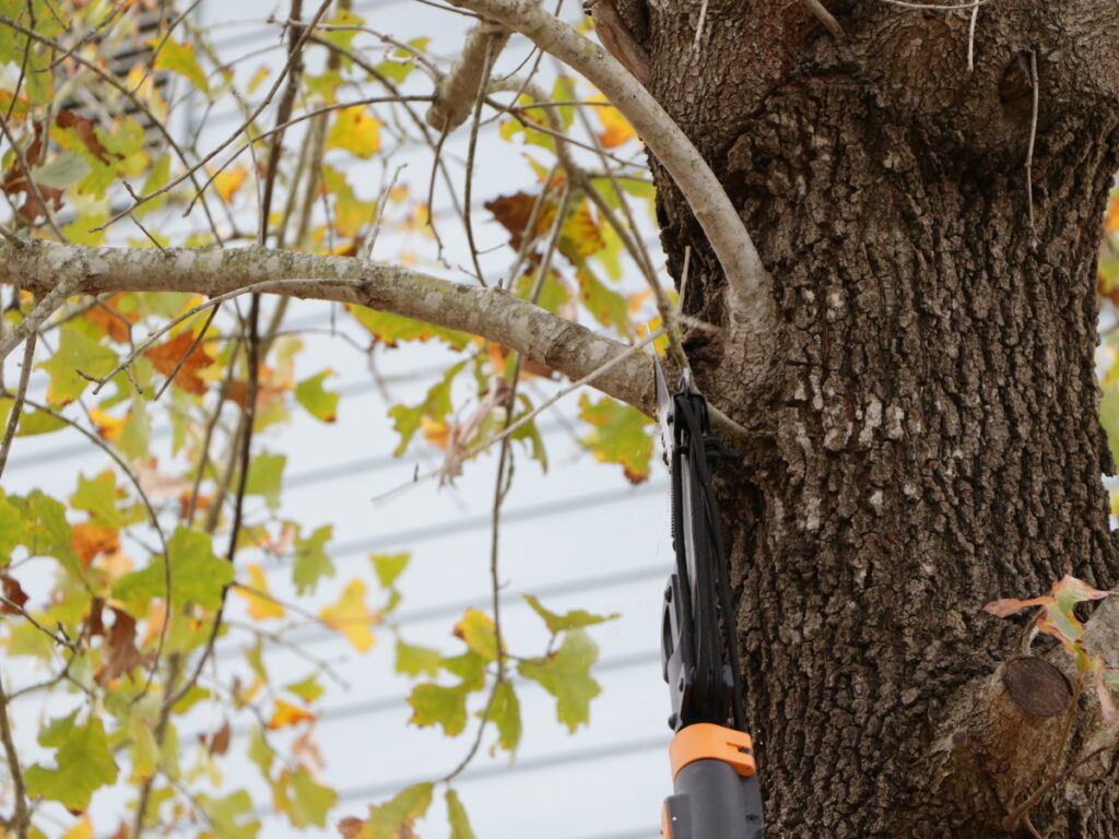 Un primer plano de un árbol maduro siendo podado
