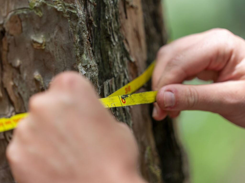 Hand measuring tree size with yellow tape