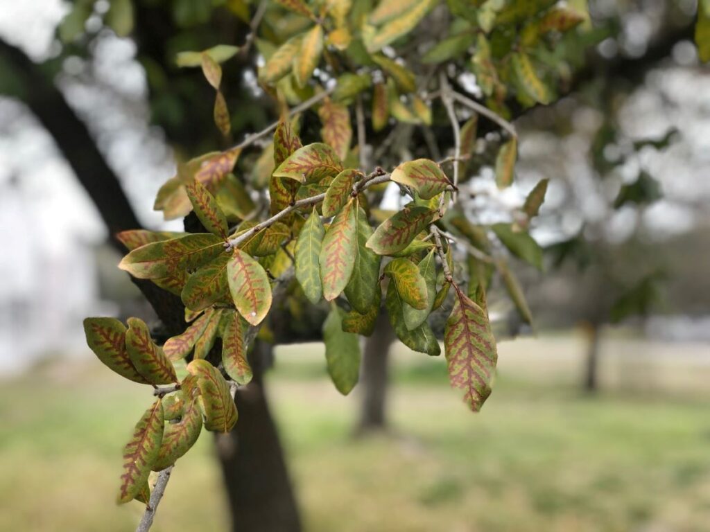 Oak wilt symptoms on branch and leaves