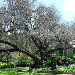 Oak wilt