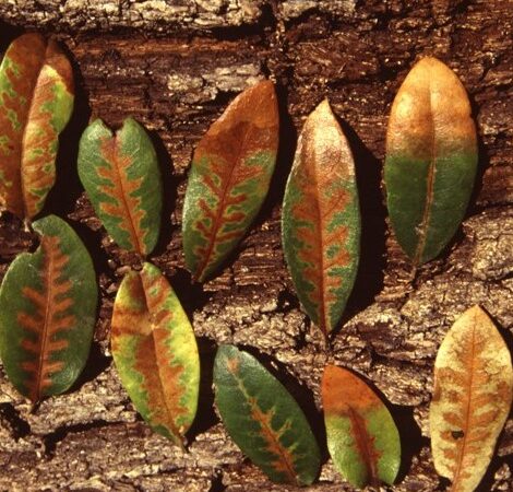 oak wilt leaves
