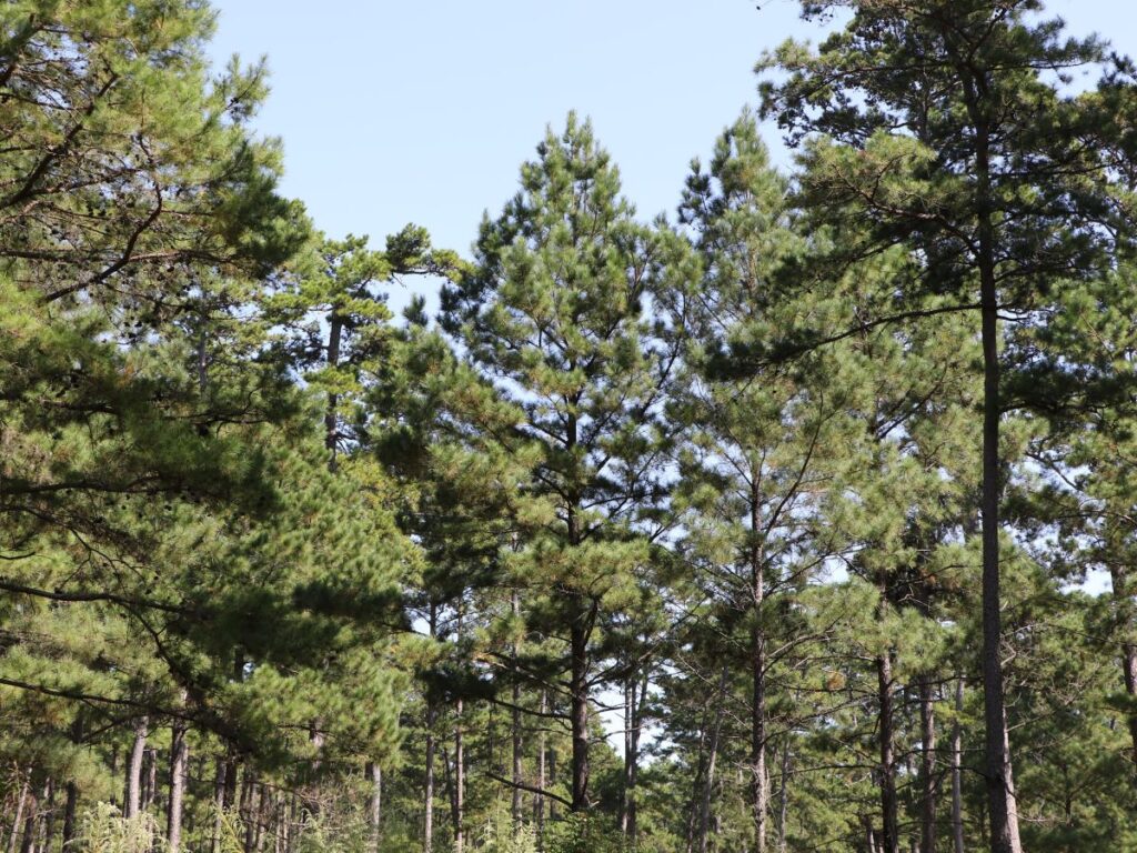 pine trees in a forest
