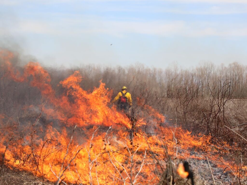Fire flames with firefighter in the far distance