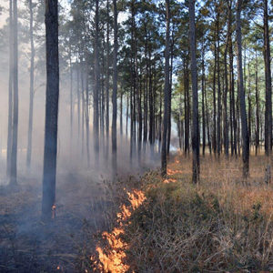 Prescribed Fire Grant 2020