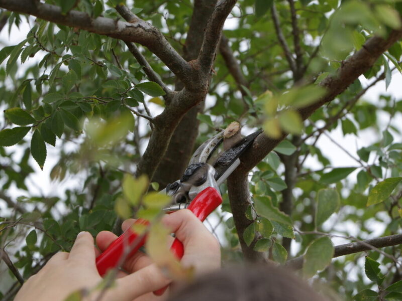 A closeup of a pair of red hand pruners being used to cut a small branch