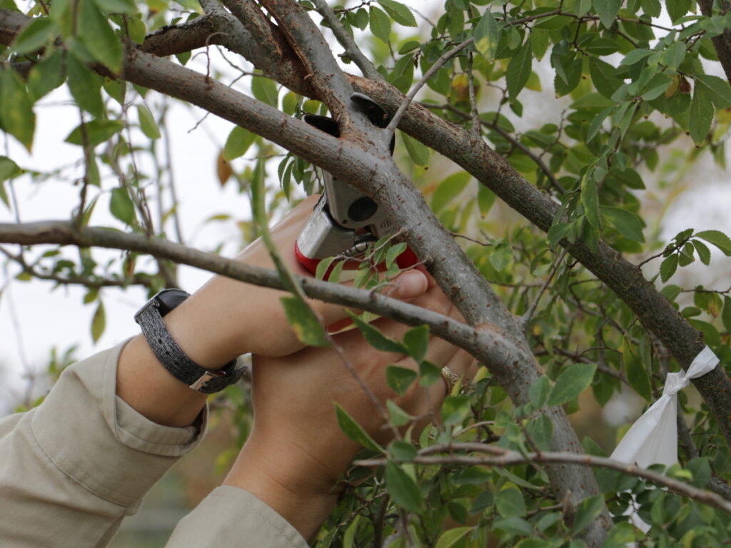 A close up of a forester's hands holding a pair of clippers as they prune the branch of a young tree