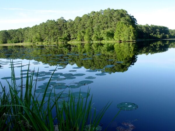 Large lake in front of trees