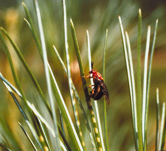 Hembra de mosca de sierra pelirroja aserrando y depositando sus huevos en las agujas de los pinos, uno por uno