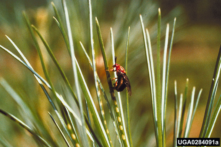 Female redheaded sawfly sawing and depositing her eggs into pine needles, one by one