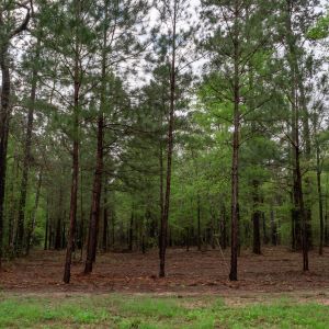 Thinning for southern pine beetle grant 2021